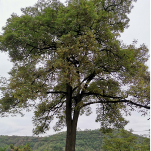 �~���V�^(q��)����Щ���L(f��ng)����ď�ǰ���£�