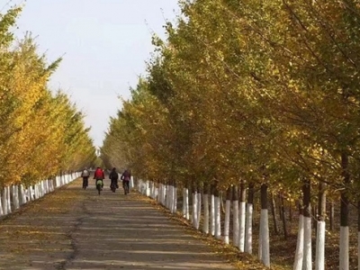 �����T��